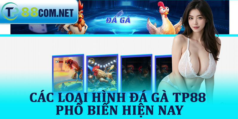Các Loại Hình Đá Gà TP88 Phổ Biến Hiện Nay